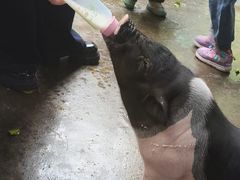 -深圳野生动物园