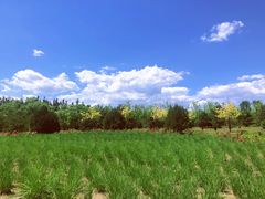 -东郊湿地公园