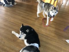 -Husky Go! 哈士奇体验馆·宠物咖啡厅狗咖