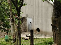 -卧龙中华大熊猫苑神树坪基地