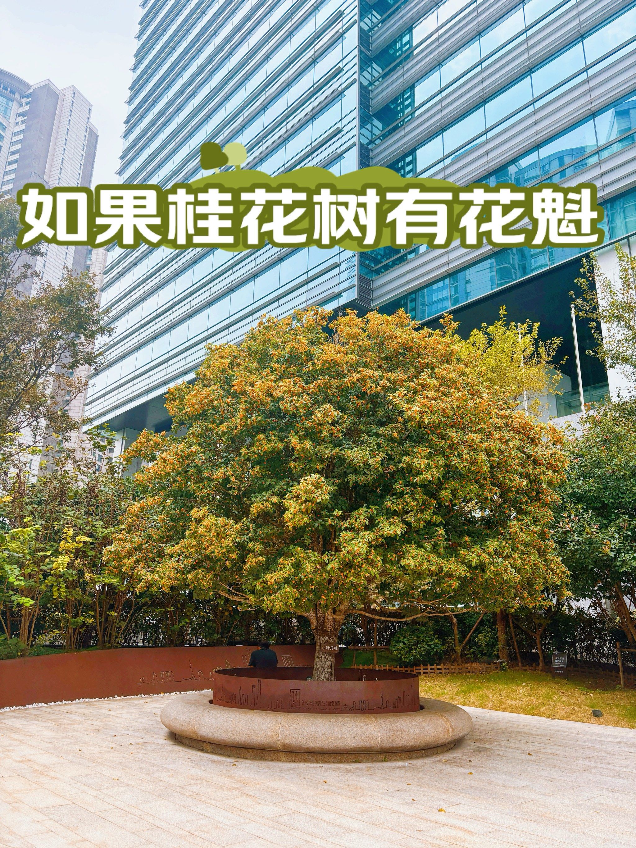 陆家嘴的桂花树是选美来的