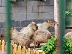 -合肥野生动物园