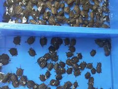 -清平路水族市场