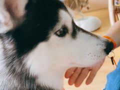 -Husky Go! 哈士奇体验馆·宠物咖啡厅狗咖
