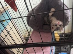 -lincat·猫舍(广州店)