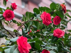 -思南公馆商业街