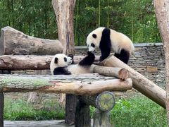 -卧龙中华大熊猫苑神树坪基地