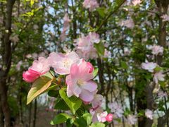 -金鸡湖桃花岛