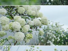 -大龙山(地铁站)