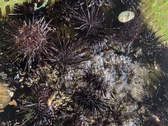 -海胆公主南澳岛美食海鲜
