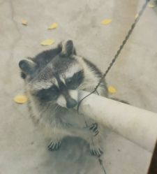 -萌宠亲子动物乐园(槐房万达店)