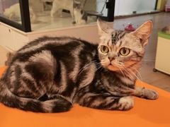 -Bastet sally猫舍购宠(静安店)