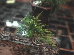 -普洱茶府(博乐广场店)