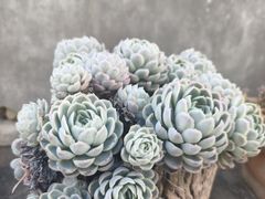 -翠田Green Field Kitchen