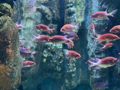 -海合安成都极地海洋公园