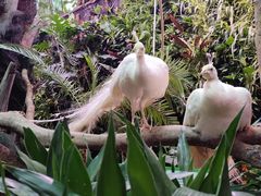 -正佳雨林生态植物园