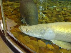 男WC的鱼-肇庆奥威斯酒店