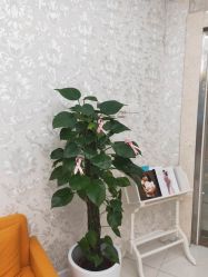-Cocodemer女性健康·产后恢复(天一广场店)