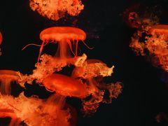 -波塞冬海底世界