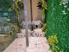 -了不起的考拉咖啡店(高新店)