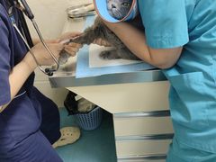 -仁华宠物医院(青羊店)