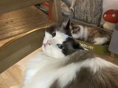 -白兔子密室(长寿路店)