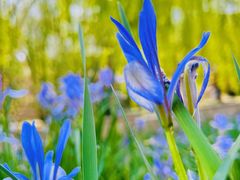 -海棠花溪(元大都城垣遗址公园)