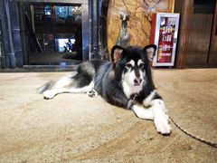 -more than meow吴止猫主题餐厅(承德 中船汇店)