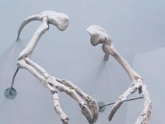 -重庆自然博物馆(新馆)