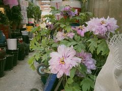-双季花艺园艺市场(浦东店)