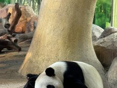 -广州长隆野生动物世界