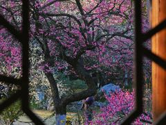 -杭州植物园