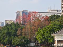 -荔湾湖公园