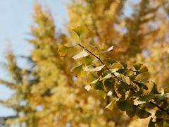 -西安市长乐公园