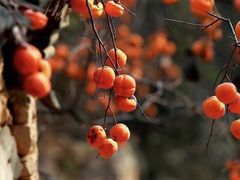 -宁波余姚老柿林山居度假村