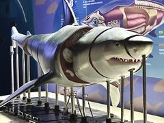 -烟台海昌鲸鲨海洋公园