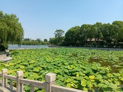 -济南大明湖景区