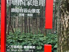 -洛阳白云山景区