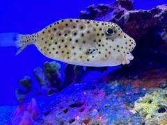 -上海海洋水族馆