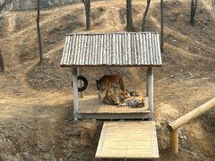 -石家庄市动物园