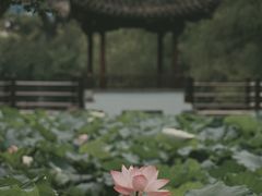 -范蠡湖公园