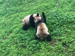 -都江堰中华大熊猫苑