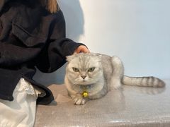 -喵宠乐园·撸猫互动·猫舍