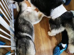 -Husky Go! 哈士奇体验馆·宠物咖啡厅狗咖