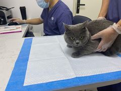 -福州肆爪动物医院