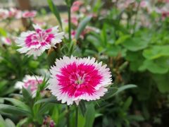 -合肥滨湖国家森林公园