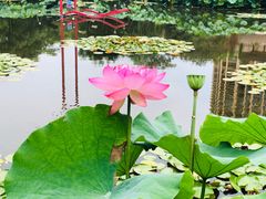 -陈家山荷花公园