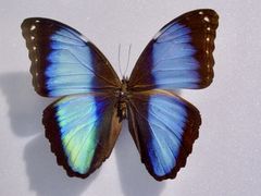 -上海昆虫博物馆