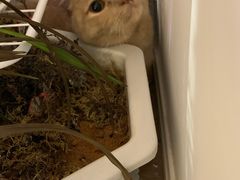 -Bastet sally猫舍购宠(静安店)