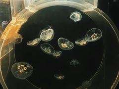 -上海海洋水族馆